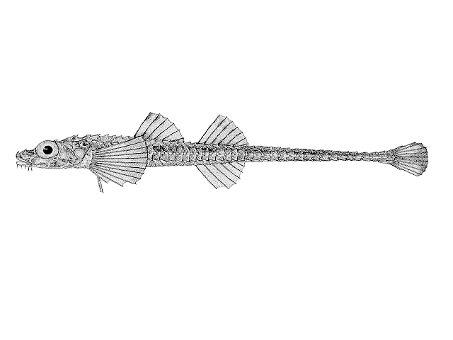 Xeneretmus triacanthus