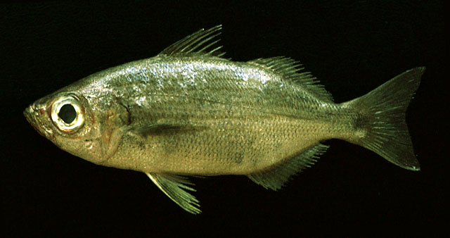 Xenichthys xanti