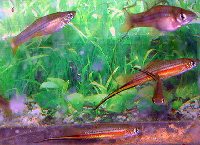 Xiphophorus alvarezi