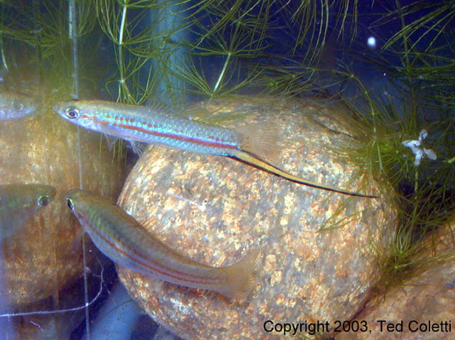 Xiphophorus clemenciae