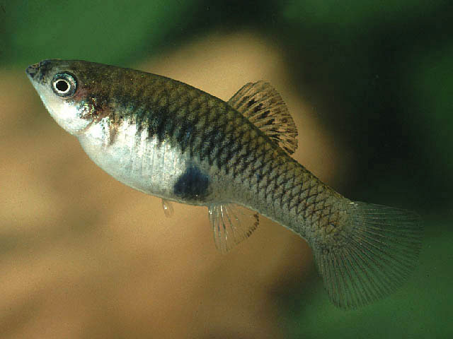 Xiphophorus couchianus