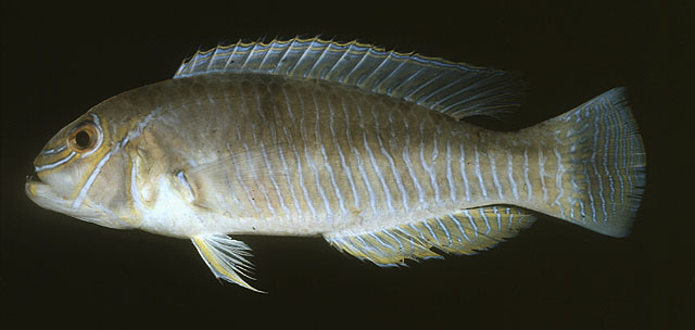 Choerodon typus