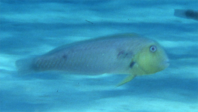 Xymar_m1.jpg