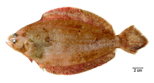 Xyras_u0.jpg