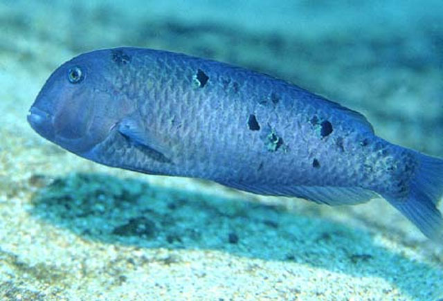 Xyrichtys victori