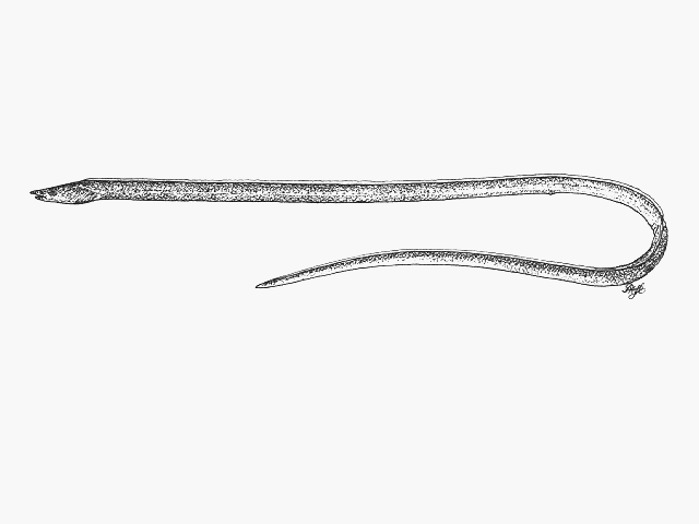 Yirrkala lumbricoides