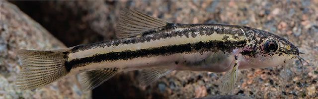 Yunnanilus polylepis