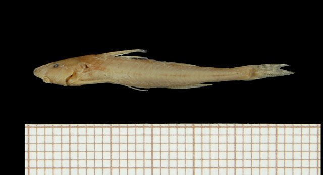Zaireichthys mandevillei