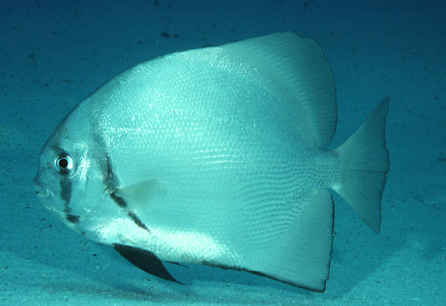 Zabidius novemaculeatus