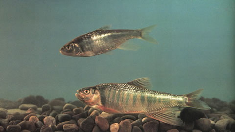 Zacco platypus