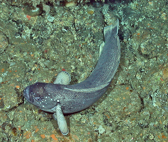 Zaprora silenus