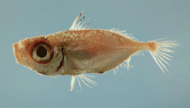 Zenion hololepis
