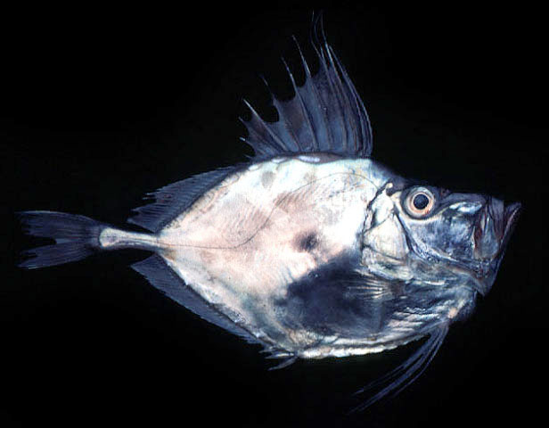Zenopsis nebulosa