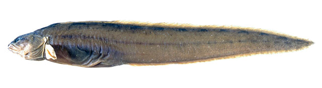 Zoarchias uchidai