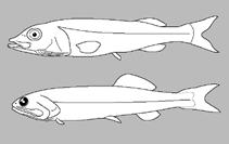 Image of Bathytroctes elegans 