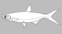Image of Brycinus luteus 