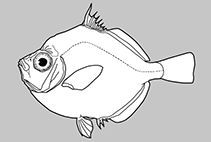 Image of Antigonia hulleyi 