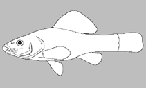 Aphredoderidae