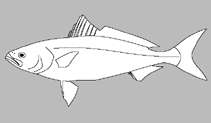 Arripidae