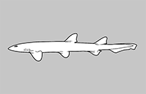 Atelomycteridae