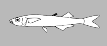 Image of Odontesthes hatcheri 