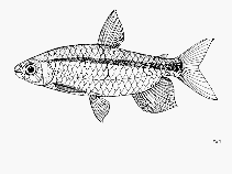 Image of Brachyalestes jacksonii (Victoria robber)