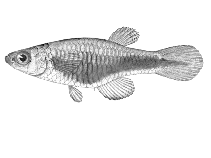 Image of Lacustricola nigrolateralis 