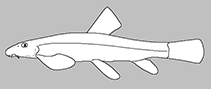 Balitoridae
