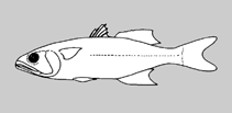 Image of Bedotia tricolor 
