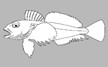 Image of Bovichtus psychrolutes 