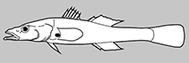 Butidae