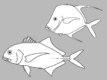 Image of Selene spixii 