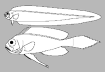 Image of Owstonia japonica 