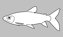 Chalceidae
