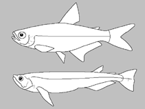 Image of Microschemobrycon casiquiare 