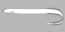 Image of Chaudhuria fusipinnis 