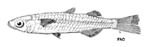 Image of Craterocephalus capreoli (North-west hardyhead)