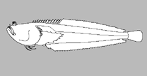 Dactyloscopidae