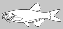 Danionidae