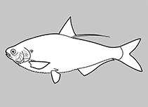 Dorosomatidae