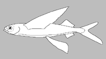 Image of Cheilopogon ventralis 