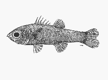 Image of Florenciella lugubris 