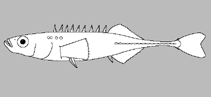 Image of Pungitius bussei 