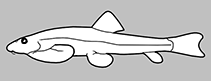 Gastromyzontidae