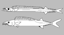 Image of Rexea alisae 