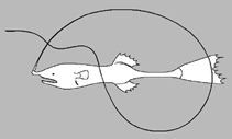 Image of Gigantactis kreffti 