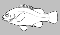 Girellidae