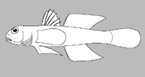 Image of Coryogalops guttatus 