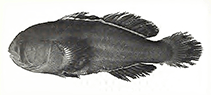 Image of Gobiodon fulvus 