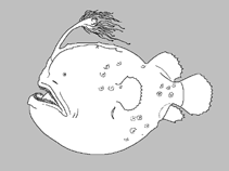 Image of Himantolophus macroceras 